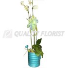 Watering Pot Orchid 