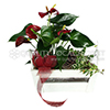 Holiday Anthurium in a plant  pot