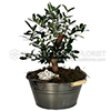 Traditional Olive tree