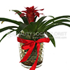 Exotic plant in a vase