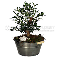 Traditional Olive tree
