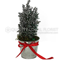Classical plant gift