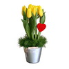 10 Tulips with a heart in a metal pot