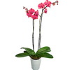 Orchid Phalaenopsis (two stems)