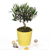 Olive plant in a ceramic pot